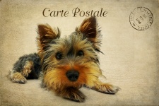 Cartão do cão do yorkshire terrier