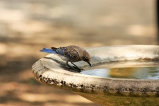 Junger Blue Jay bei Birdbath