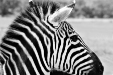 Zebra Profile in Black and White