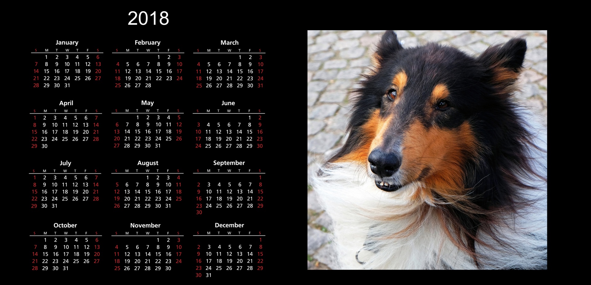 2018-dog-calendar-free-stock-photo-public-domain-pictures