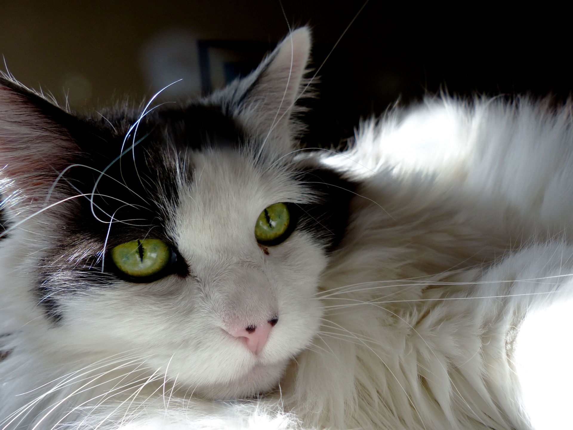 black and white long haired cat