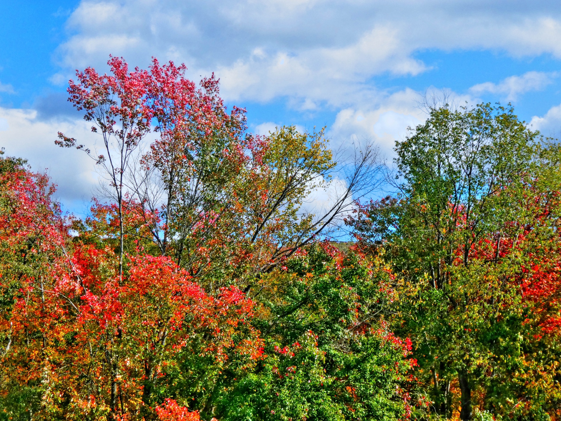 Autumn Tree Tops Free Stock Photo - Public Domain Pictures