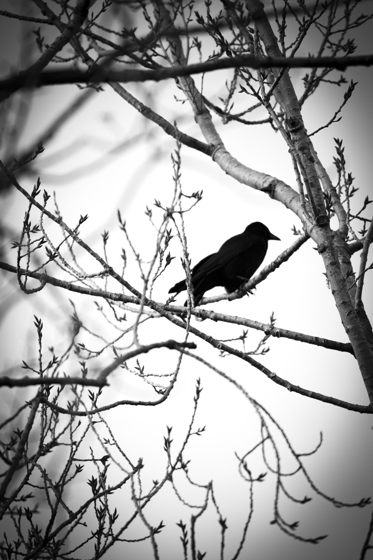 Bird On The Branch