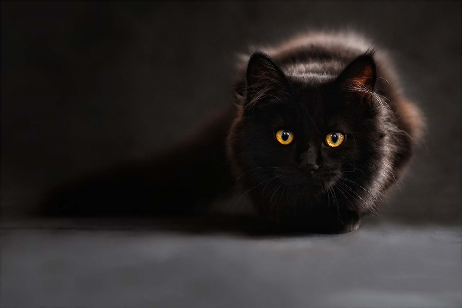 懒散的小黑猫桌面壁纸-壁纸图片大全