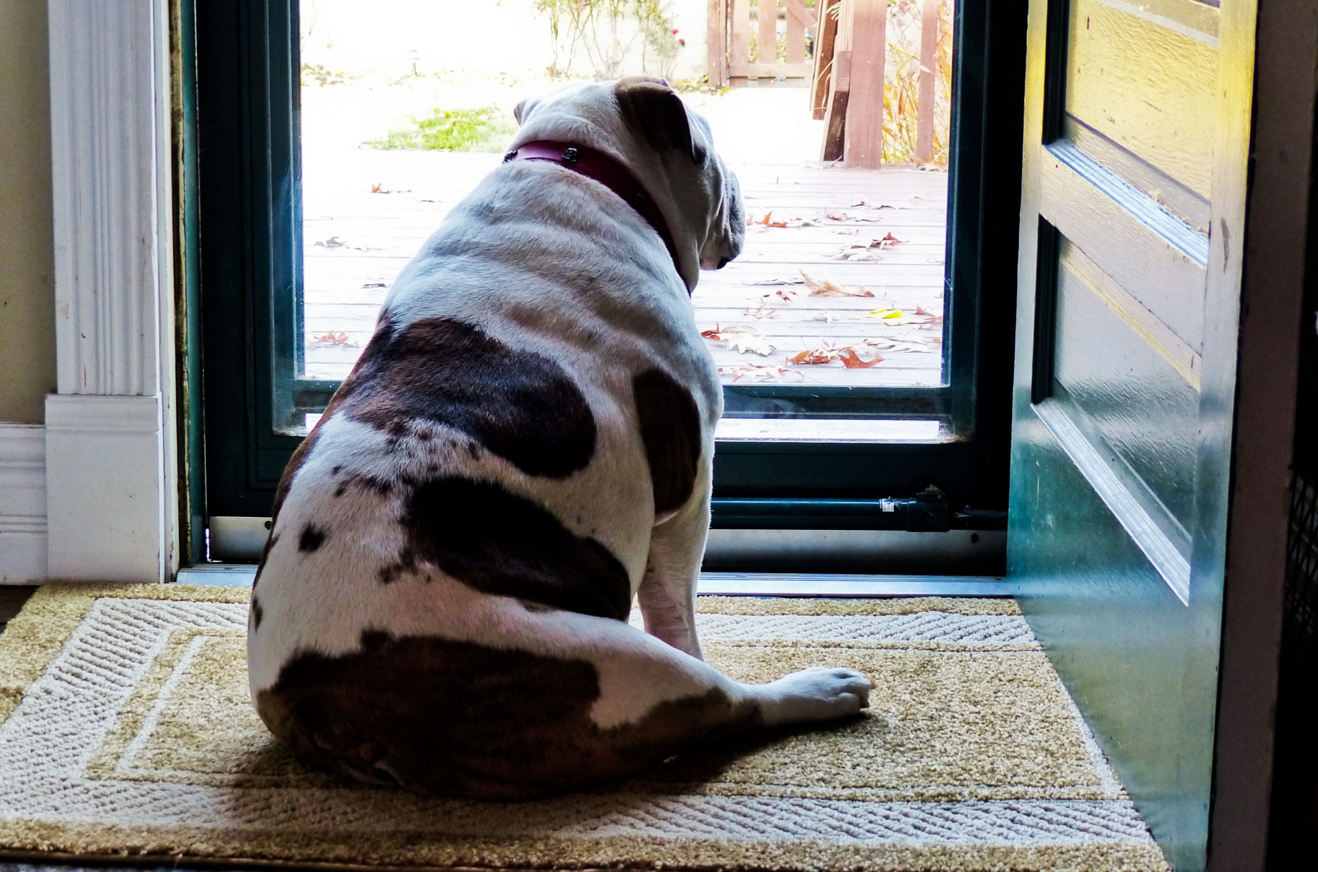 Bulldog Waiting At The Door Free Stock Photo - Public Domain Pictures