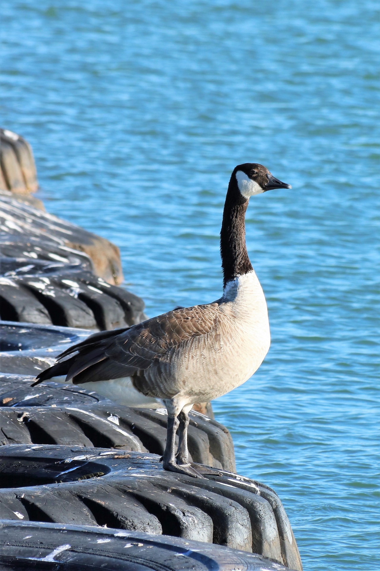 Canada Goose Floating On Tires