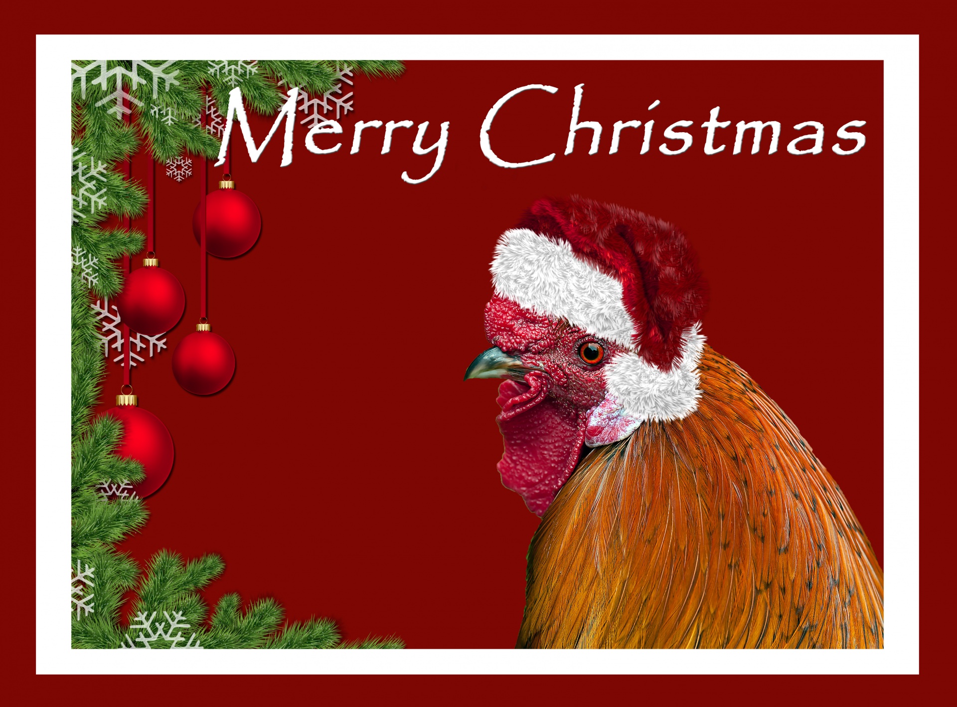 Christmas Hen In Hat Free Stock Photo Public Domain Pictures