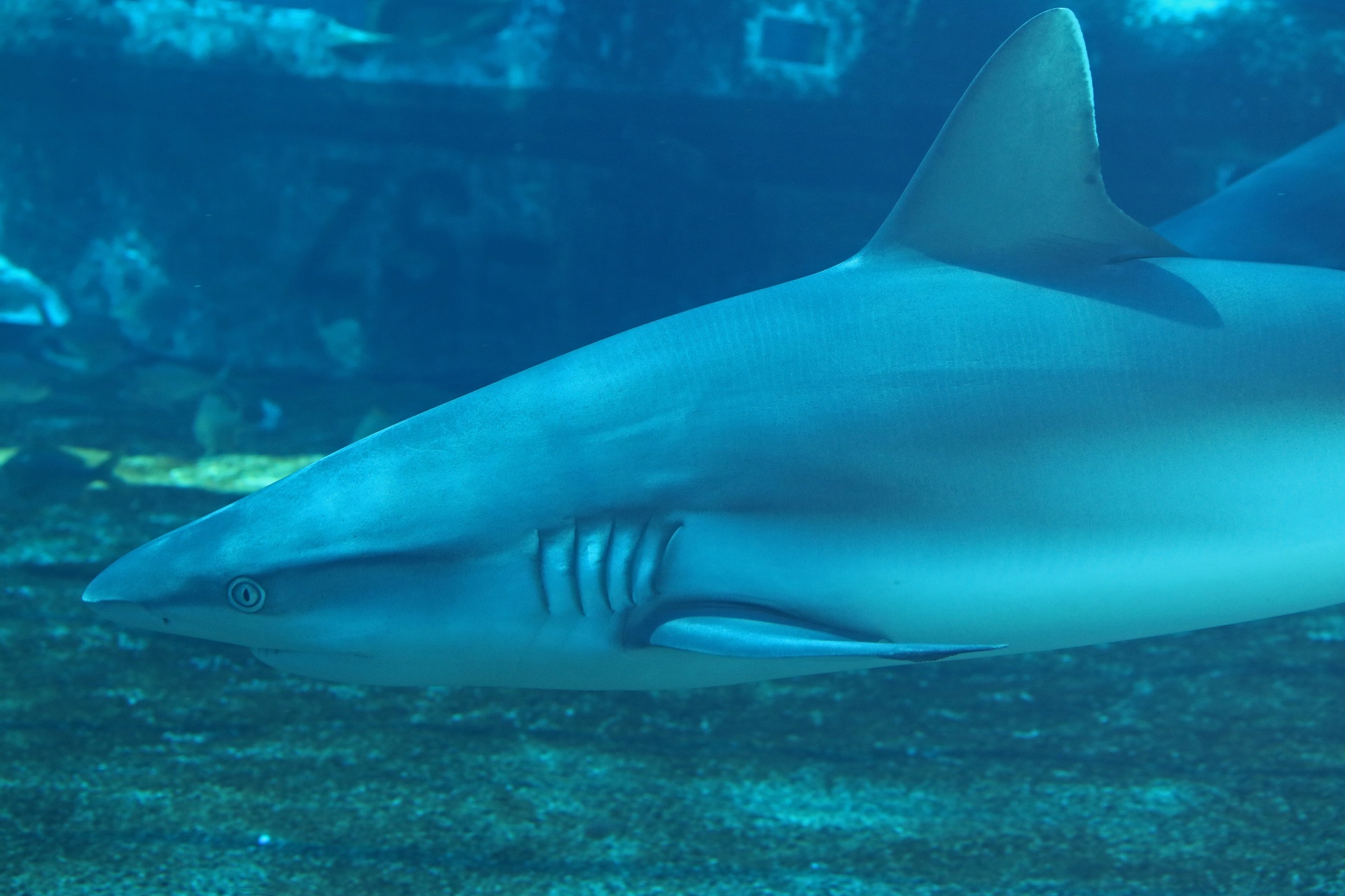 close-view-of-shark-in-aquarium-free-stock-photo-public-domain-pictures
