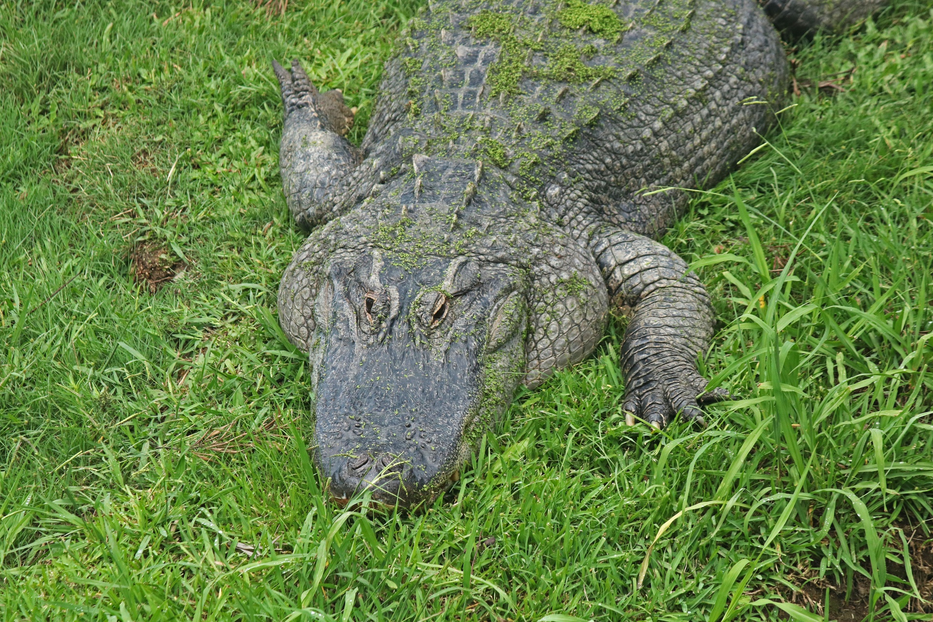 Crocodile With Green Algae On Back