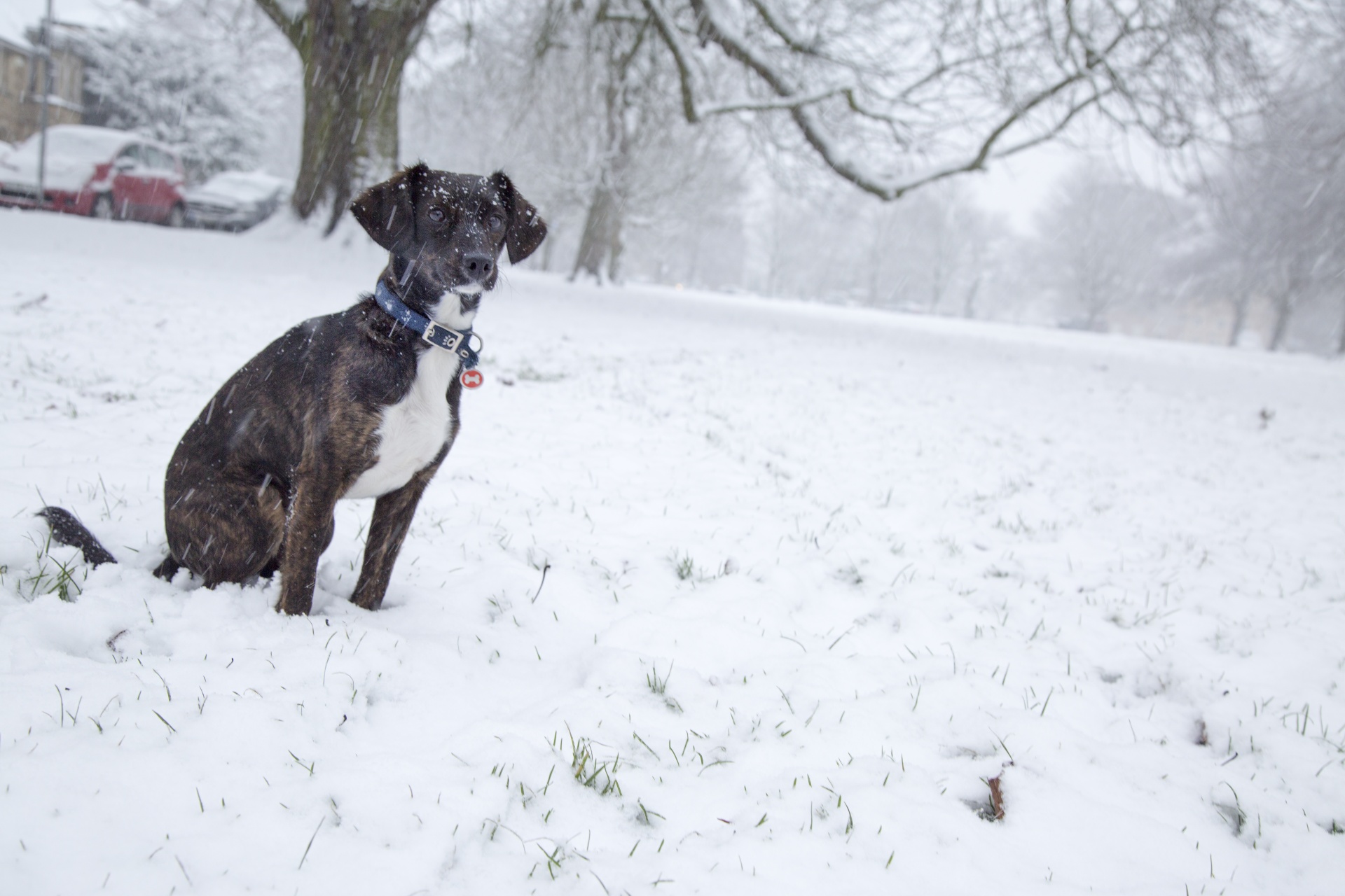 Dog And Snow