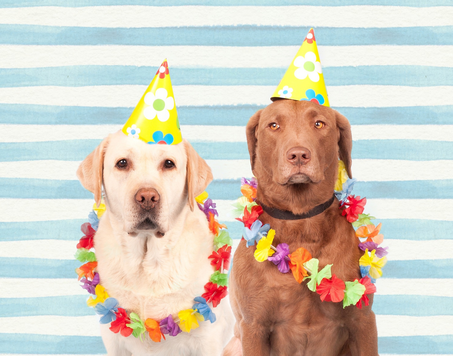dogs-in-party-hats.jpg