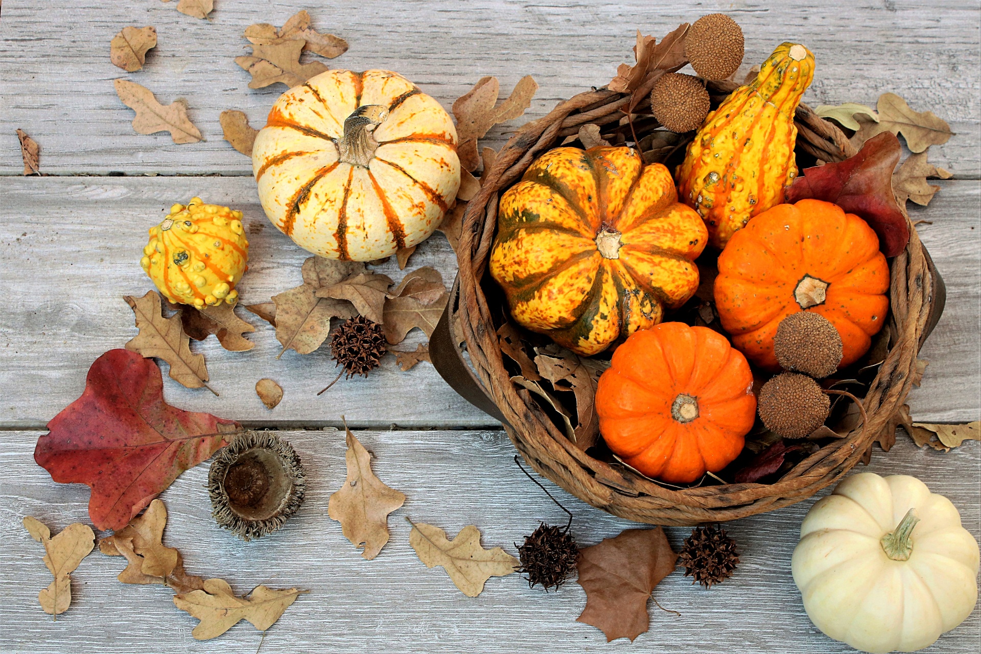 Fall Harvest 5 Free Stock Photo - Public Domain Pictures