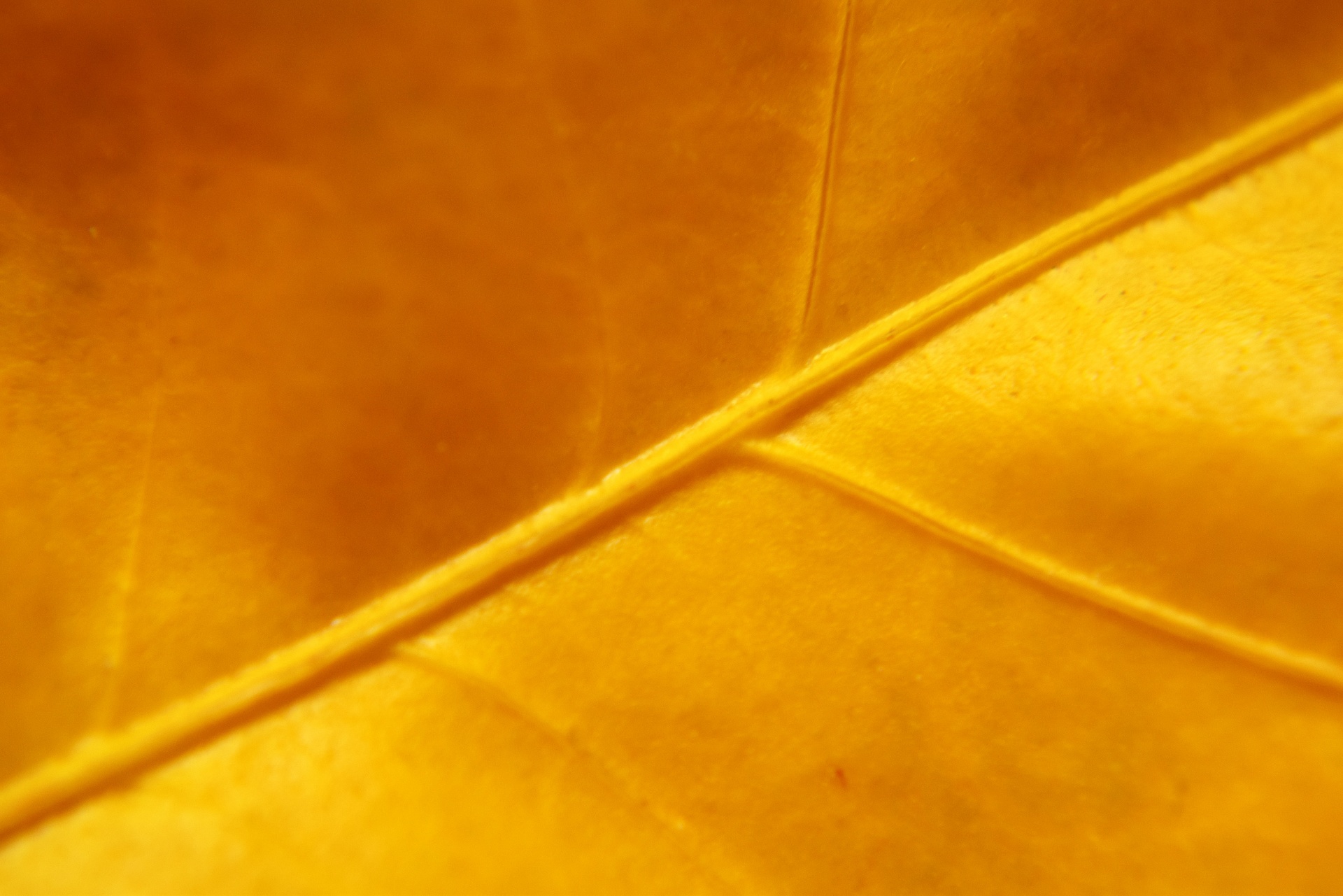 Golden Leaf 2 Free Stock Photo - Public Domain Pictures