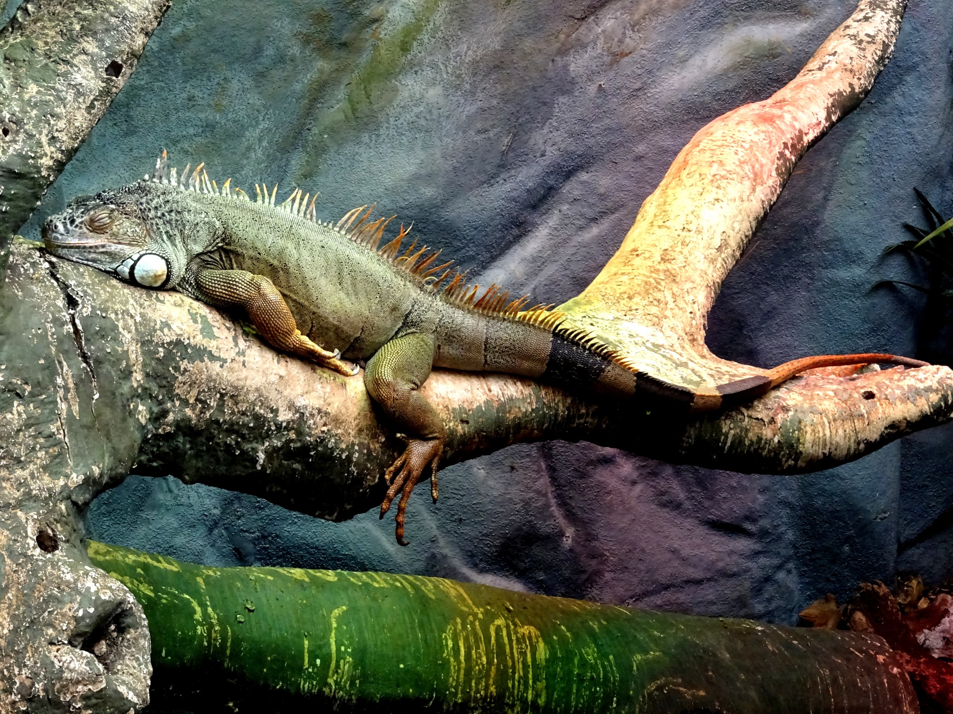 绿色鬣蜥睡在一个分支