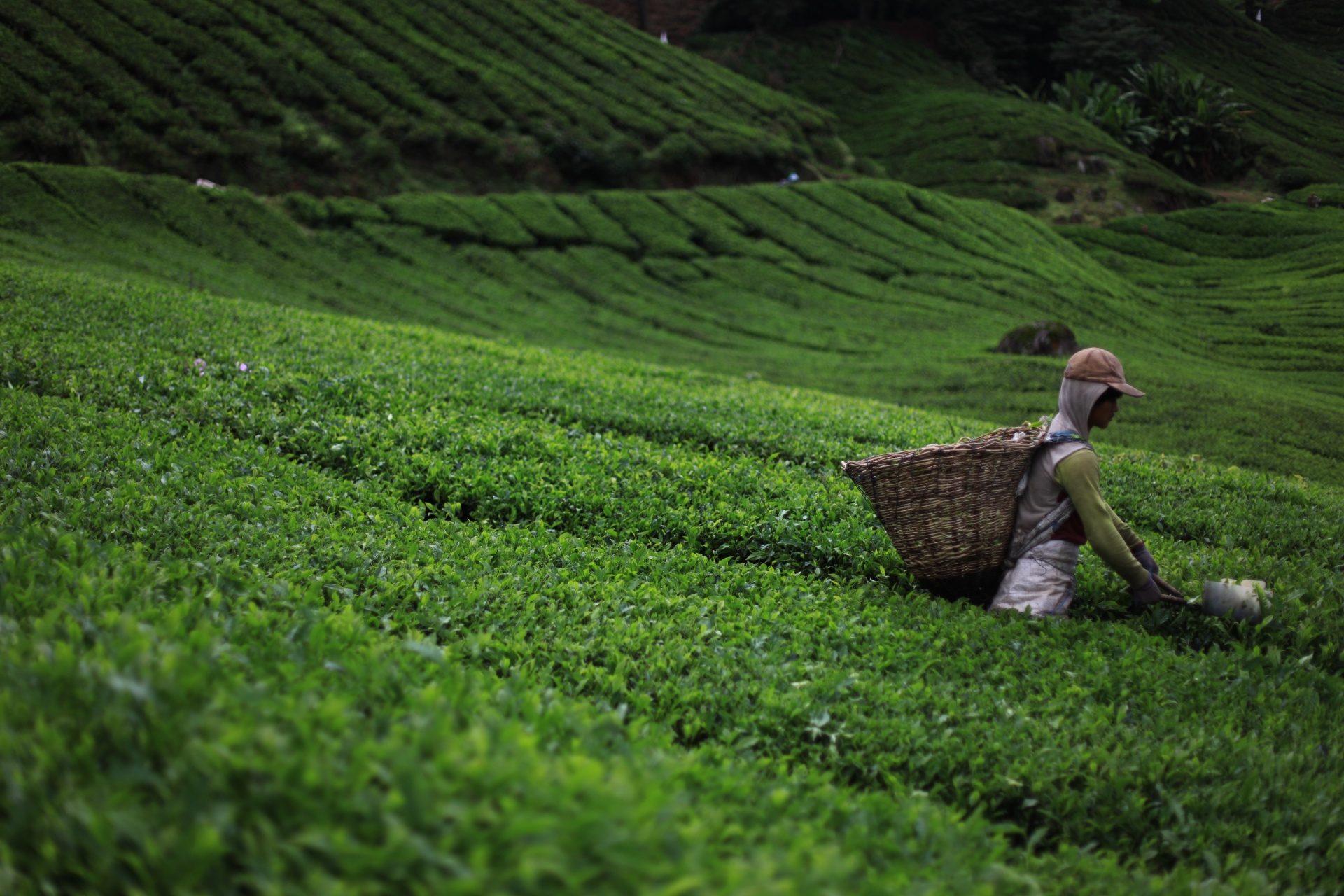tea industry statistics
