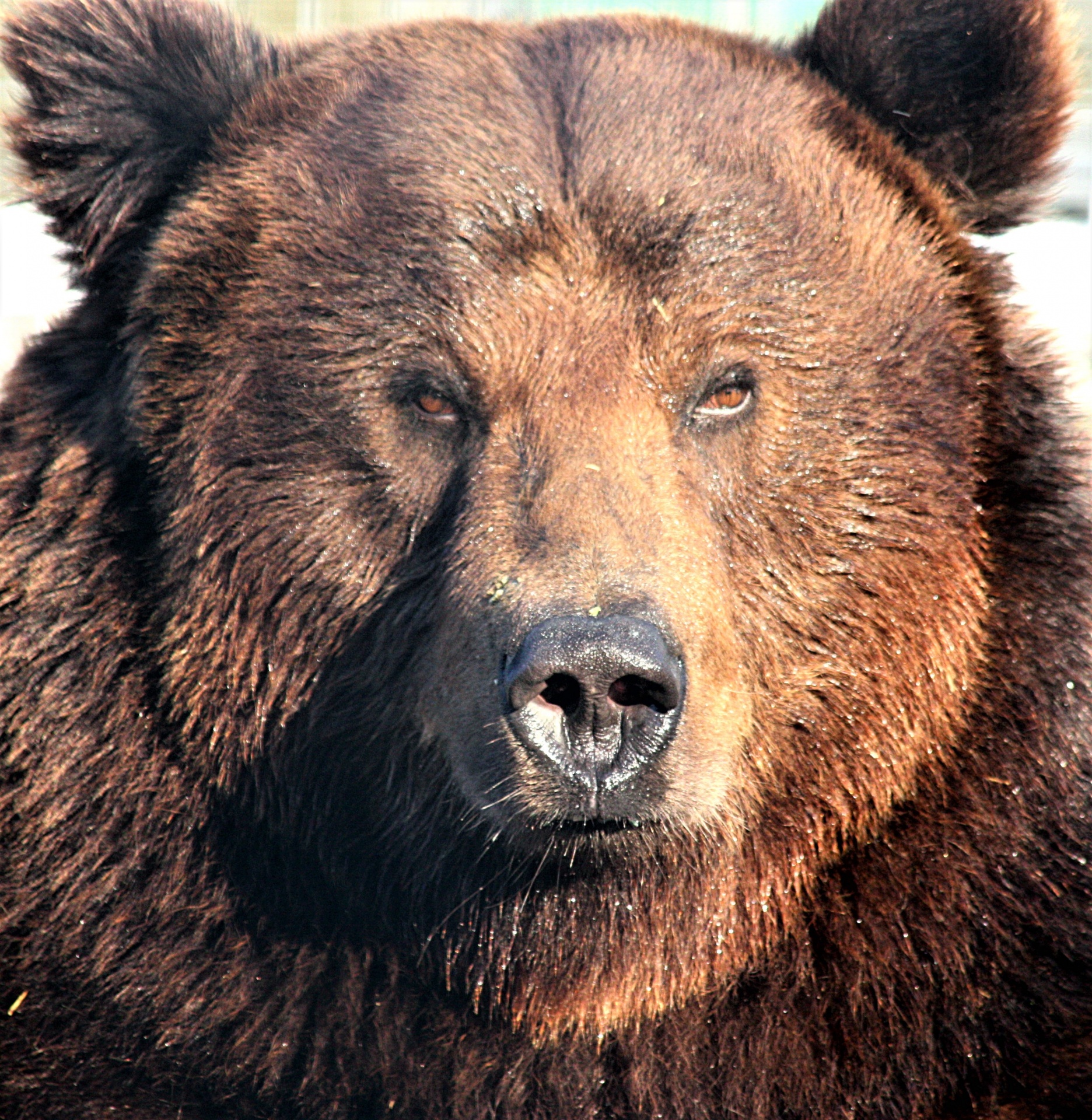 grizzly-bear-portrait-free-stock-photo-public-domain-pictures