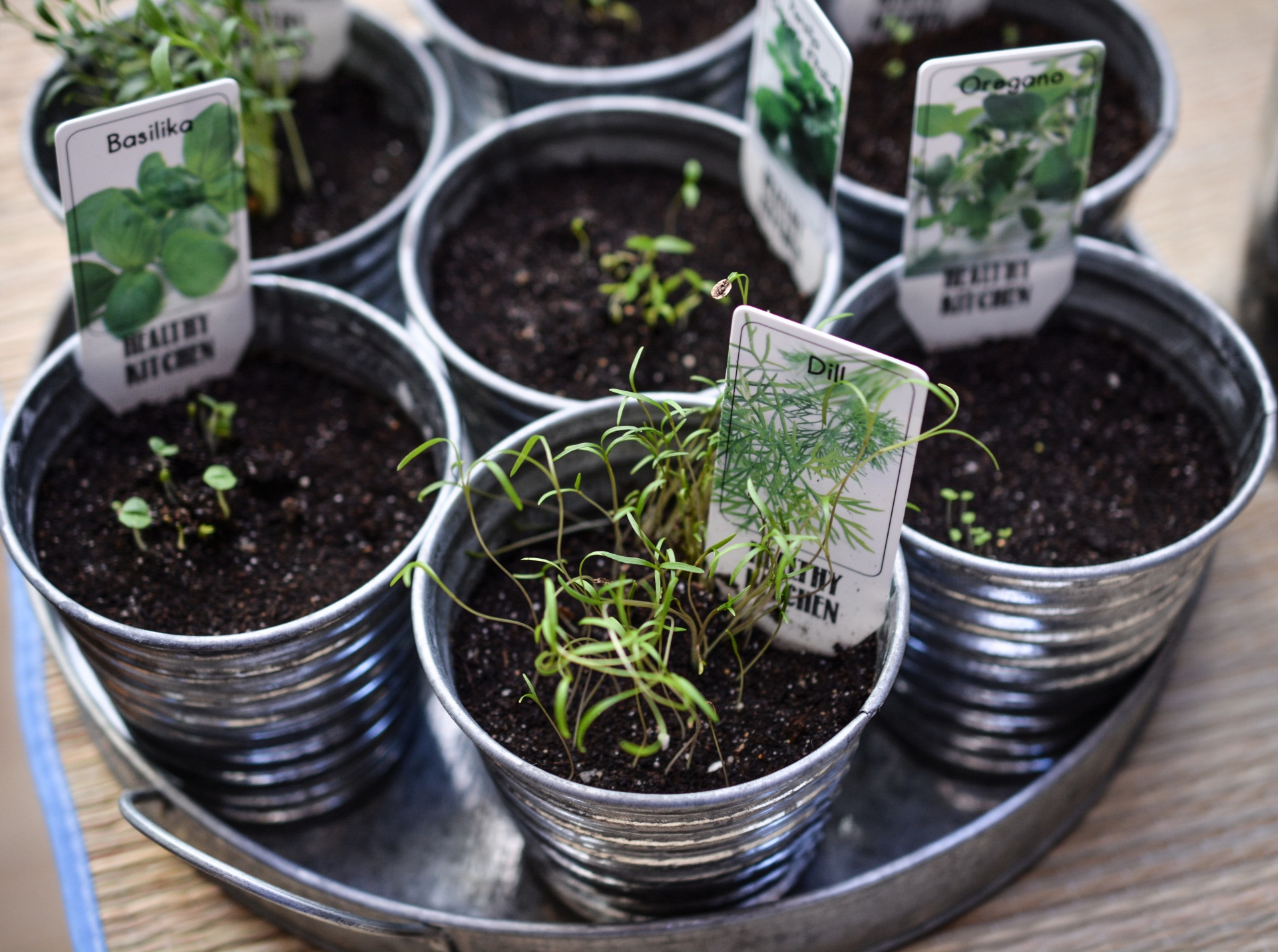 Growing Herbs Free Stock Photo - Public Domain Pictures