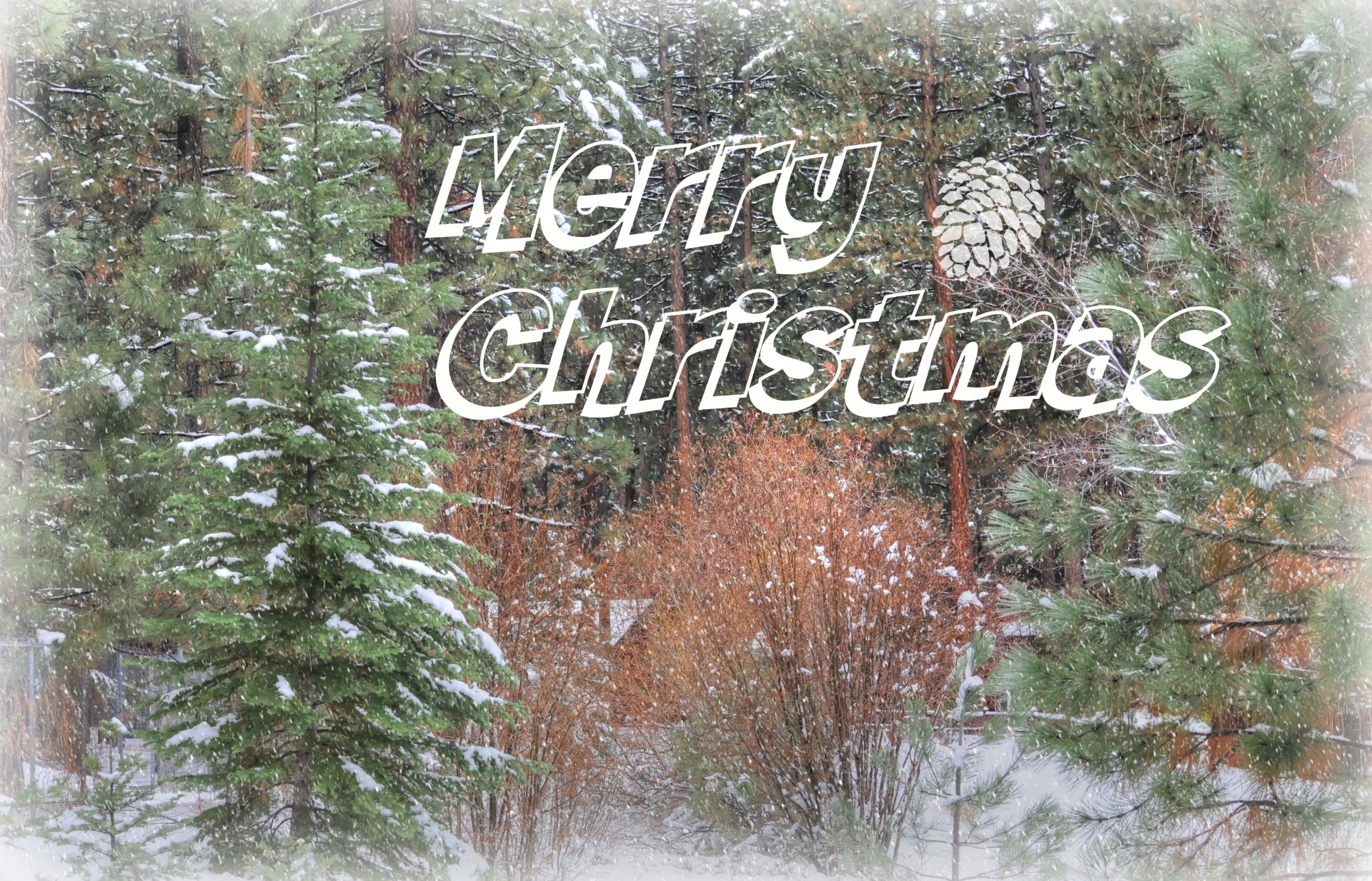merry-christmas-forest-free-stock-photo-public-domain-pictures