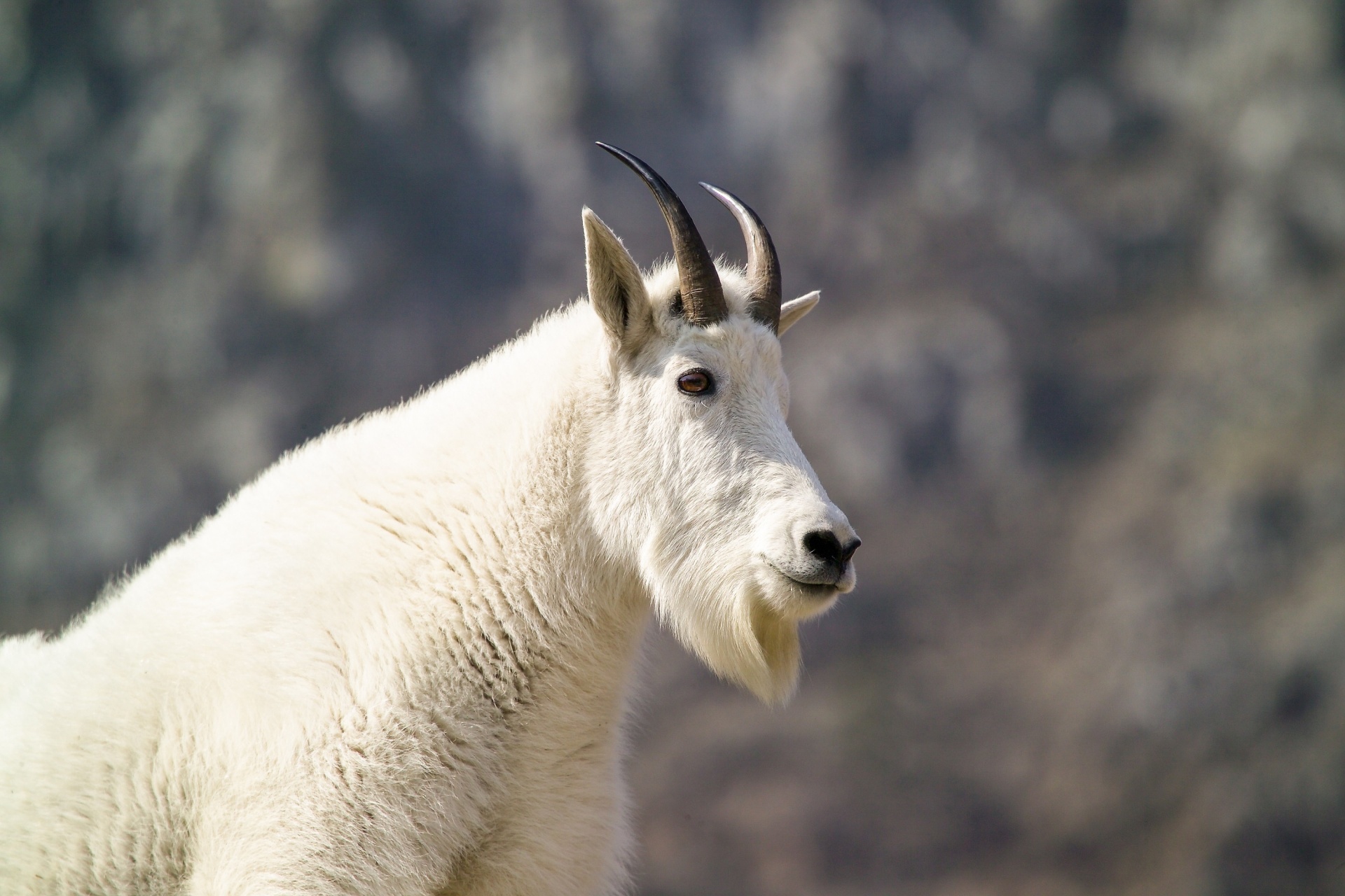 Mountain Goat Free Stock Photo - Public Domain Pictures