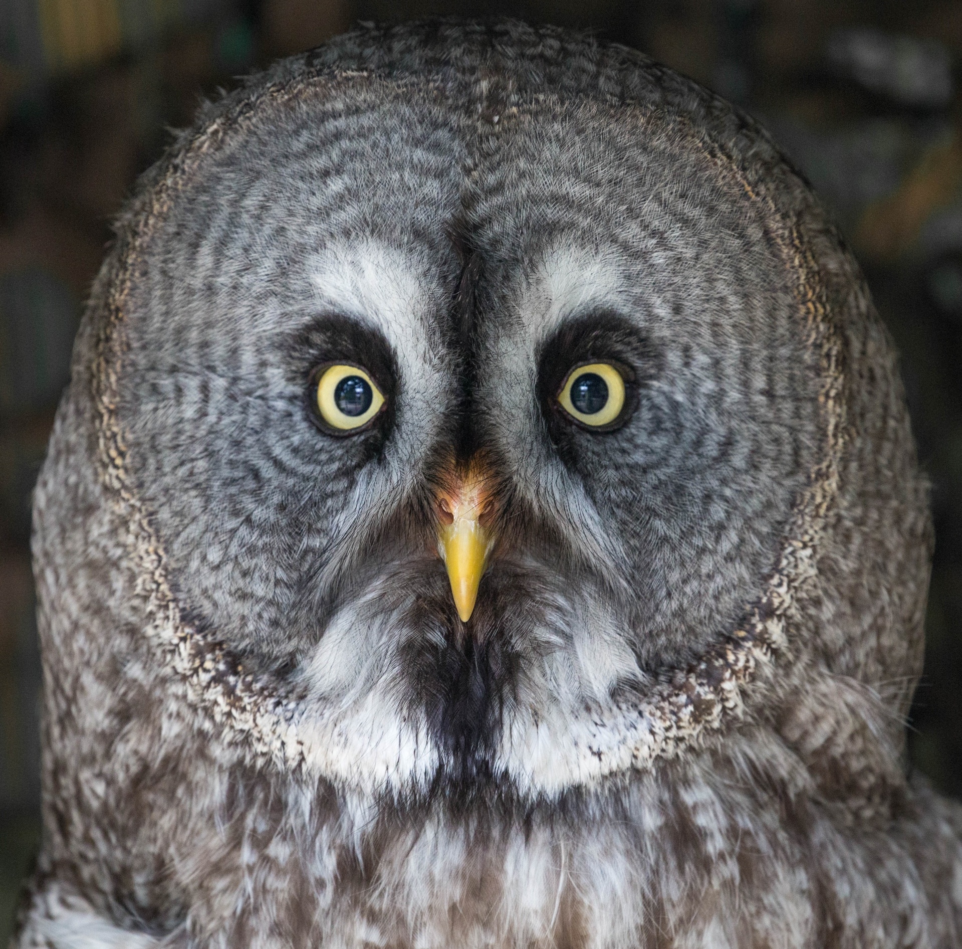 bird-owl-free-stock-photo-public-domain-pictures