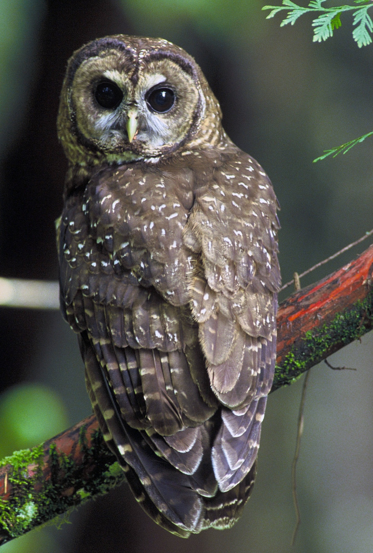 owl-free-stock-photo-public-domain-pictures