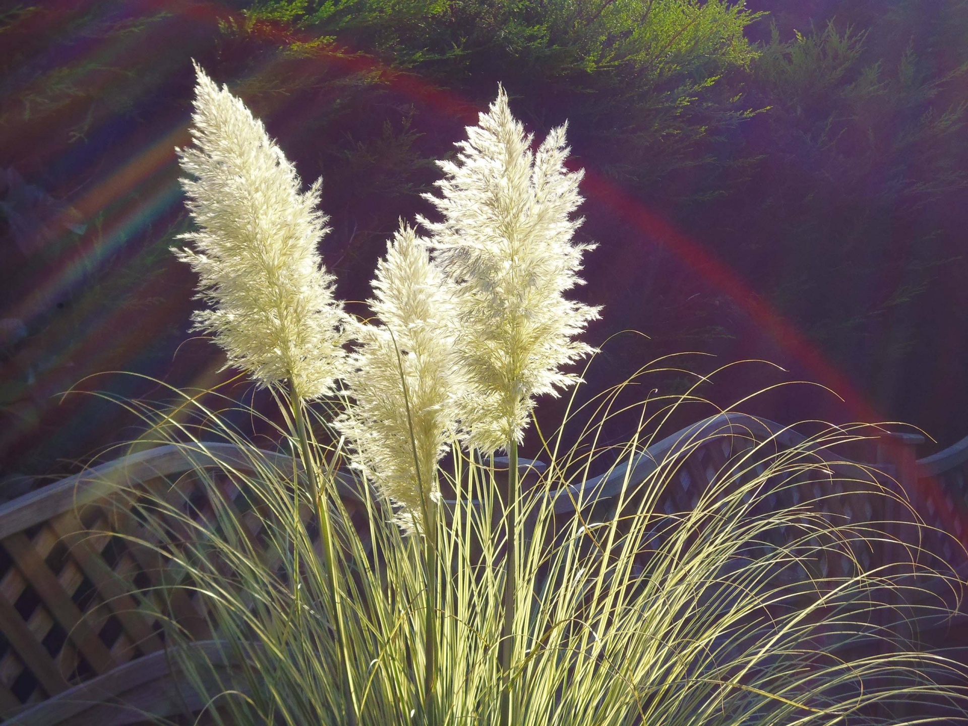 Pampas Grass Free Stock Photo - Public Domain Pictures