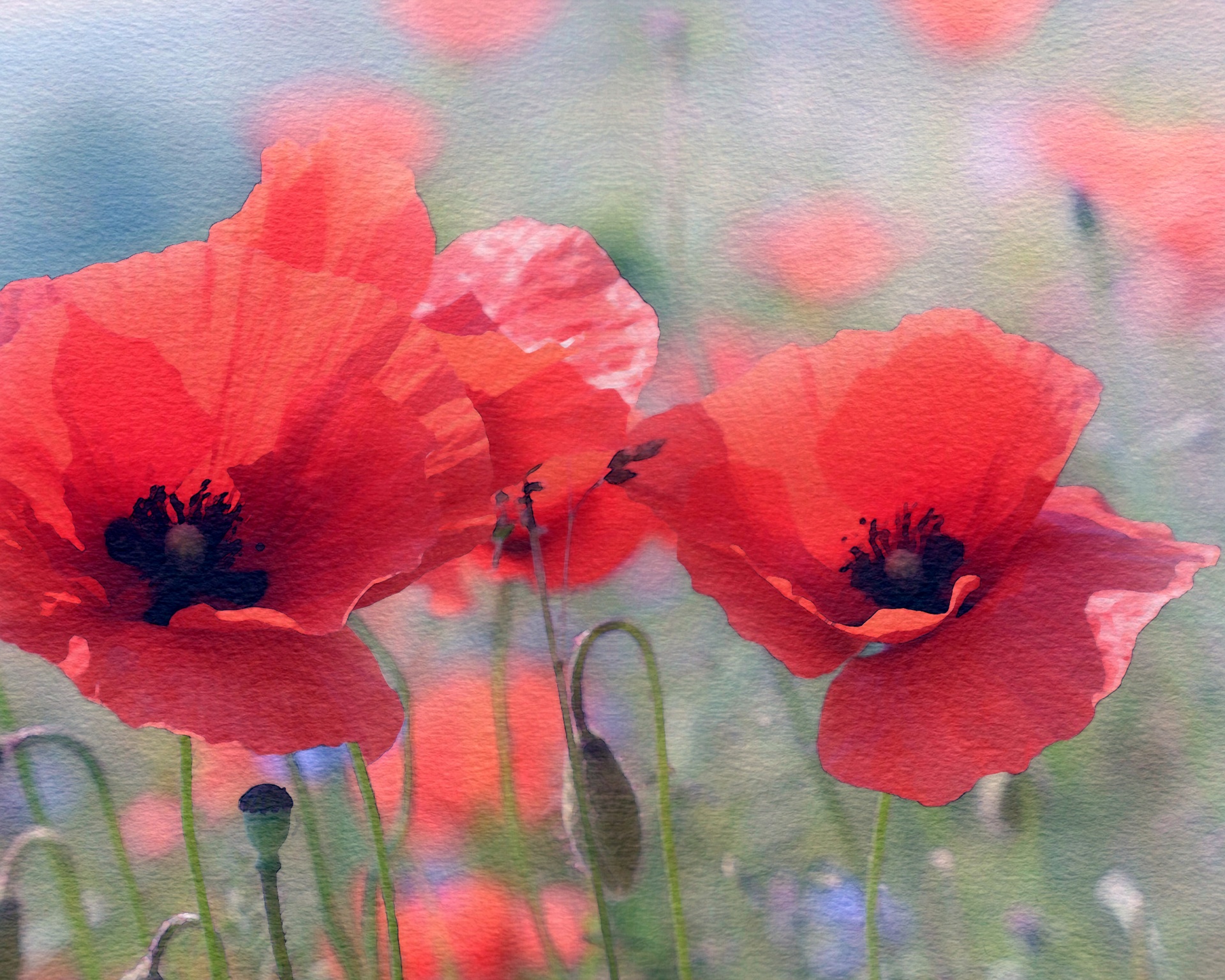 Poppy Flowers Watercolor Painting Free Stock Photo Public Domain ...