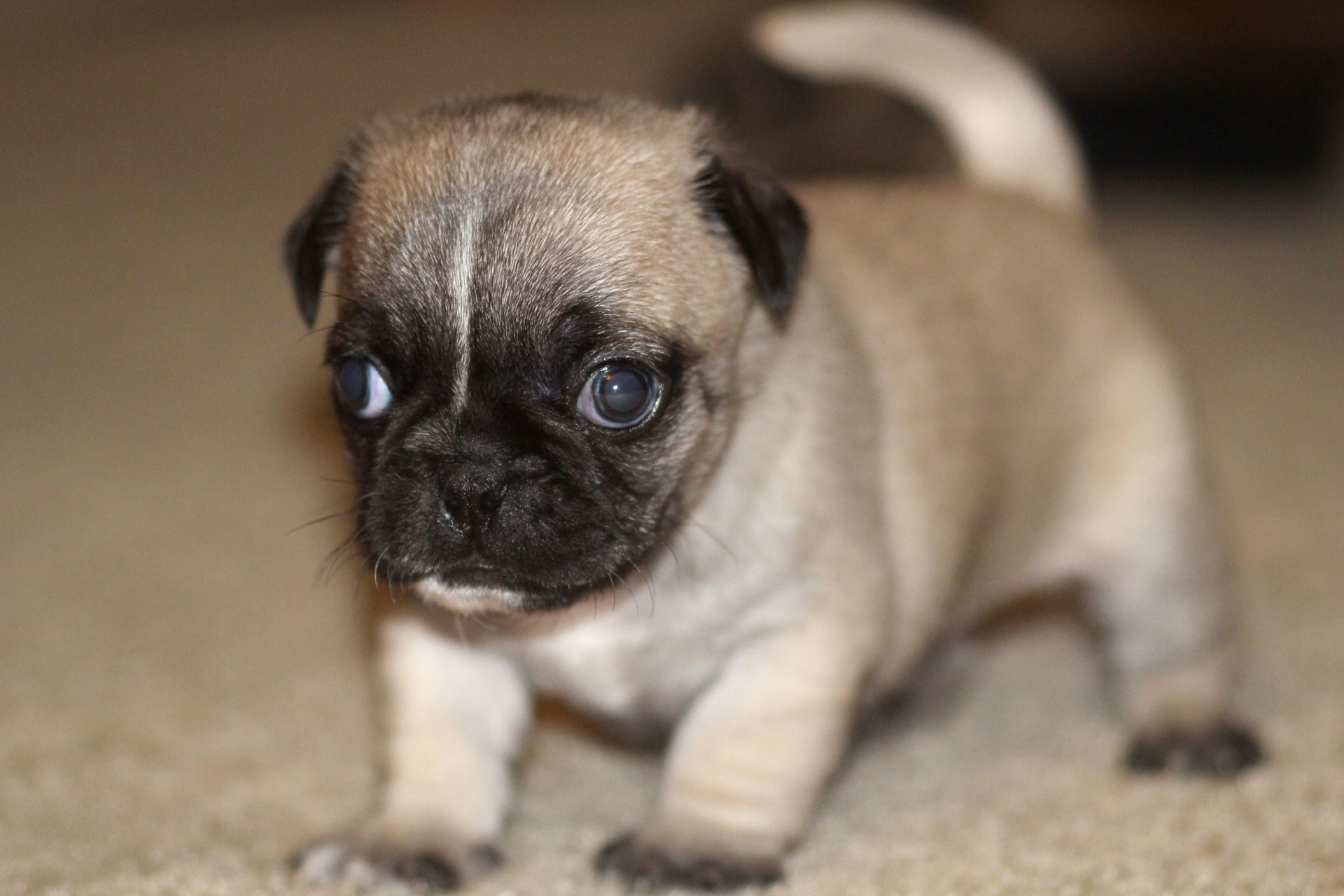 Pug Puppy Free Stock Photo - Public Domain Pictures