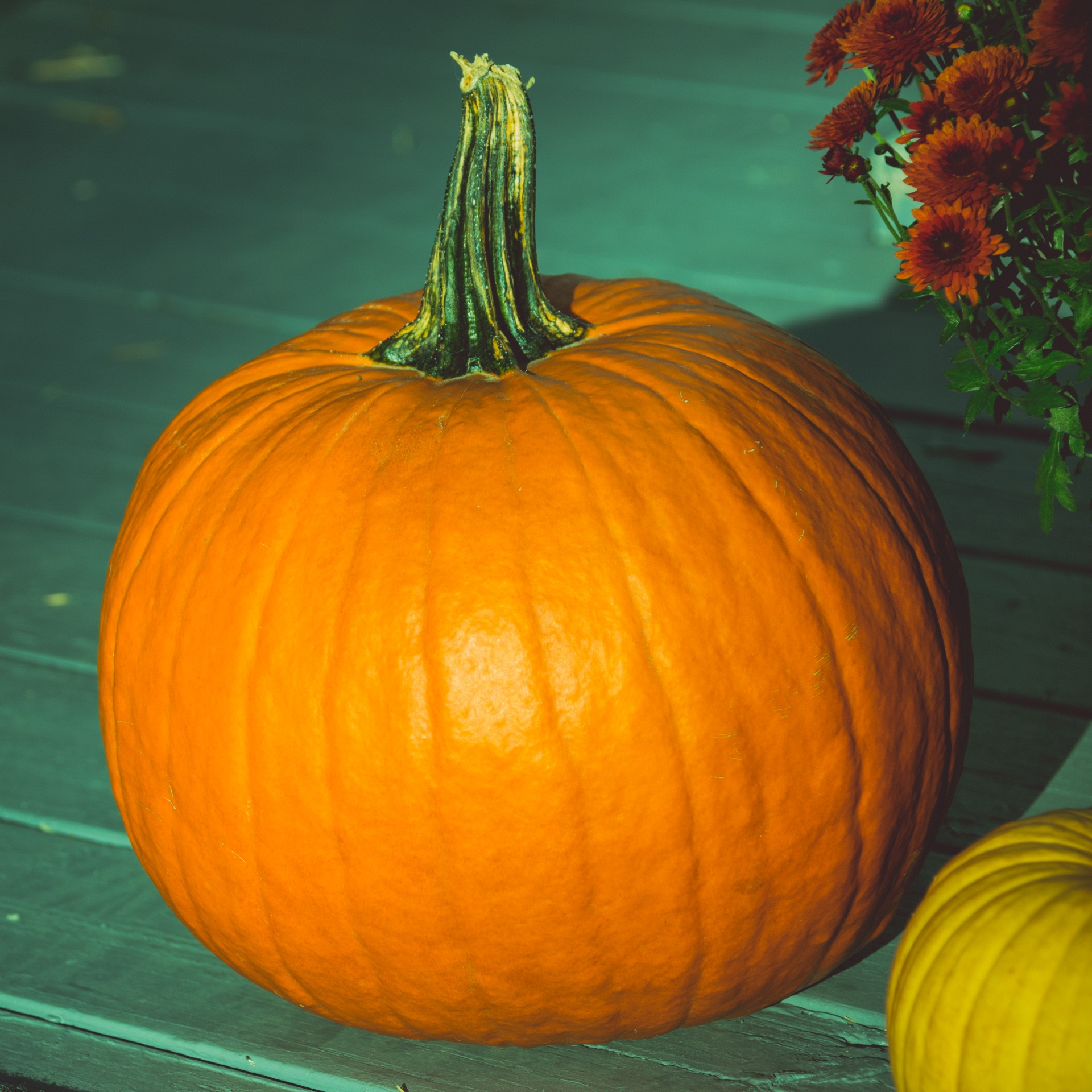 Pumpkins Display Free Stock Photo - Public Domain Pictures