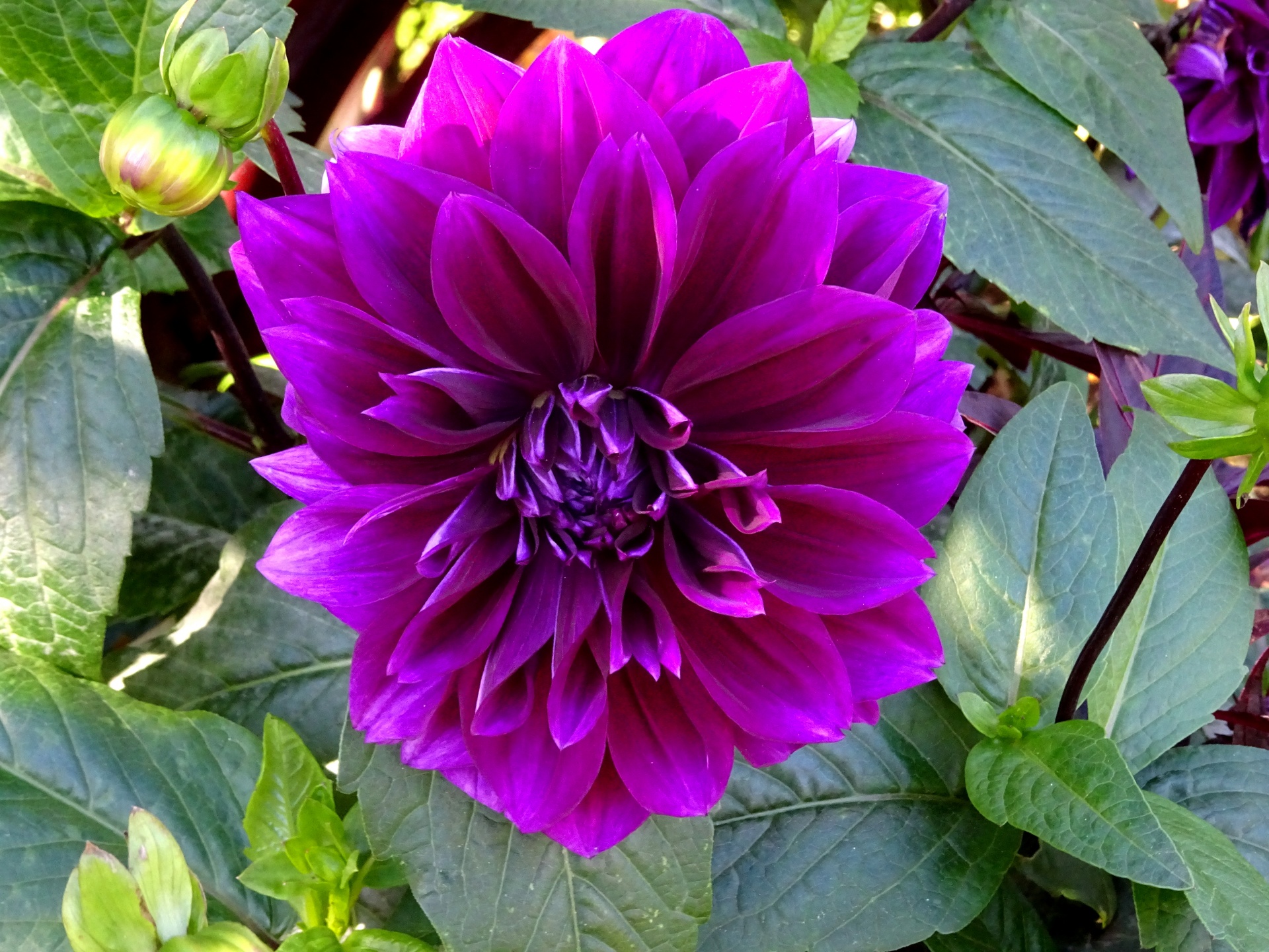 Purple Garden Flower Free Stock Photo - Public Domain Pictures