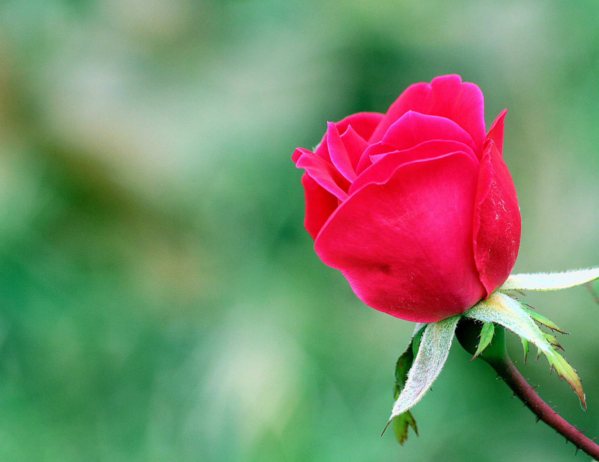 Red Rose Background Free Stock Photo - Public Domain Pictures