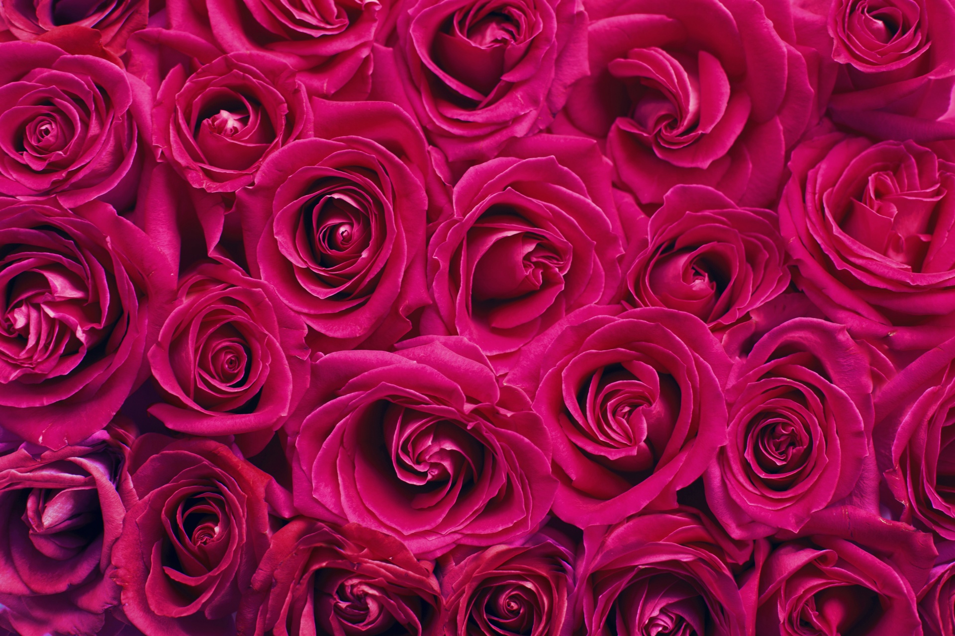 Red Roses Background Free Stock Photo - Public Domain Pictures