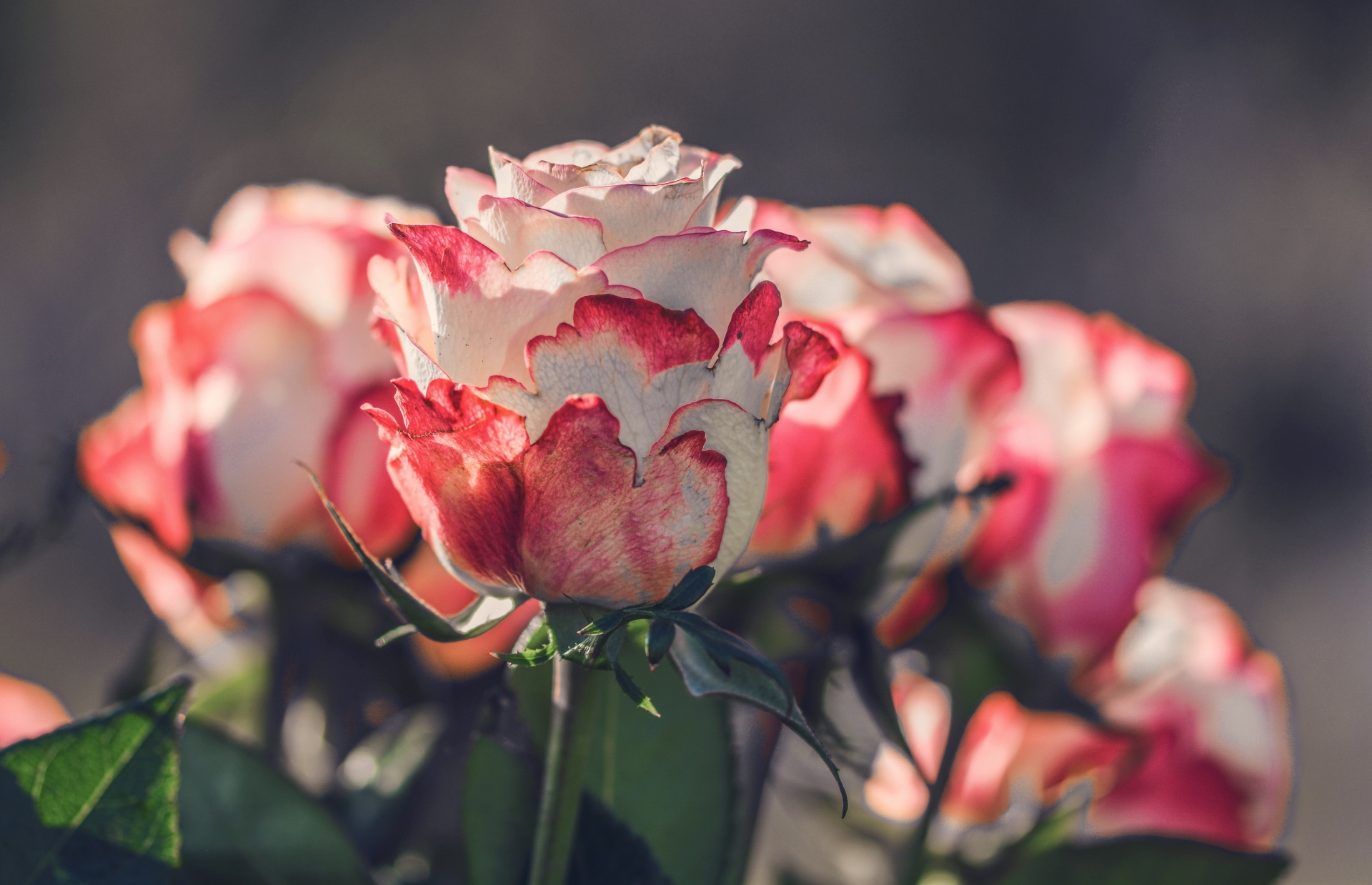 romantic-roses.jpg