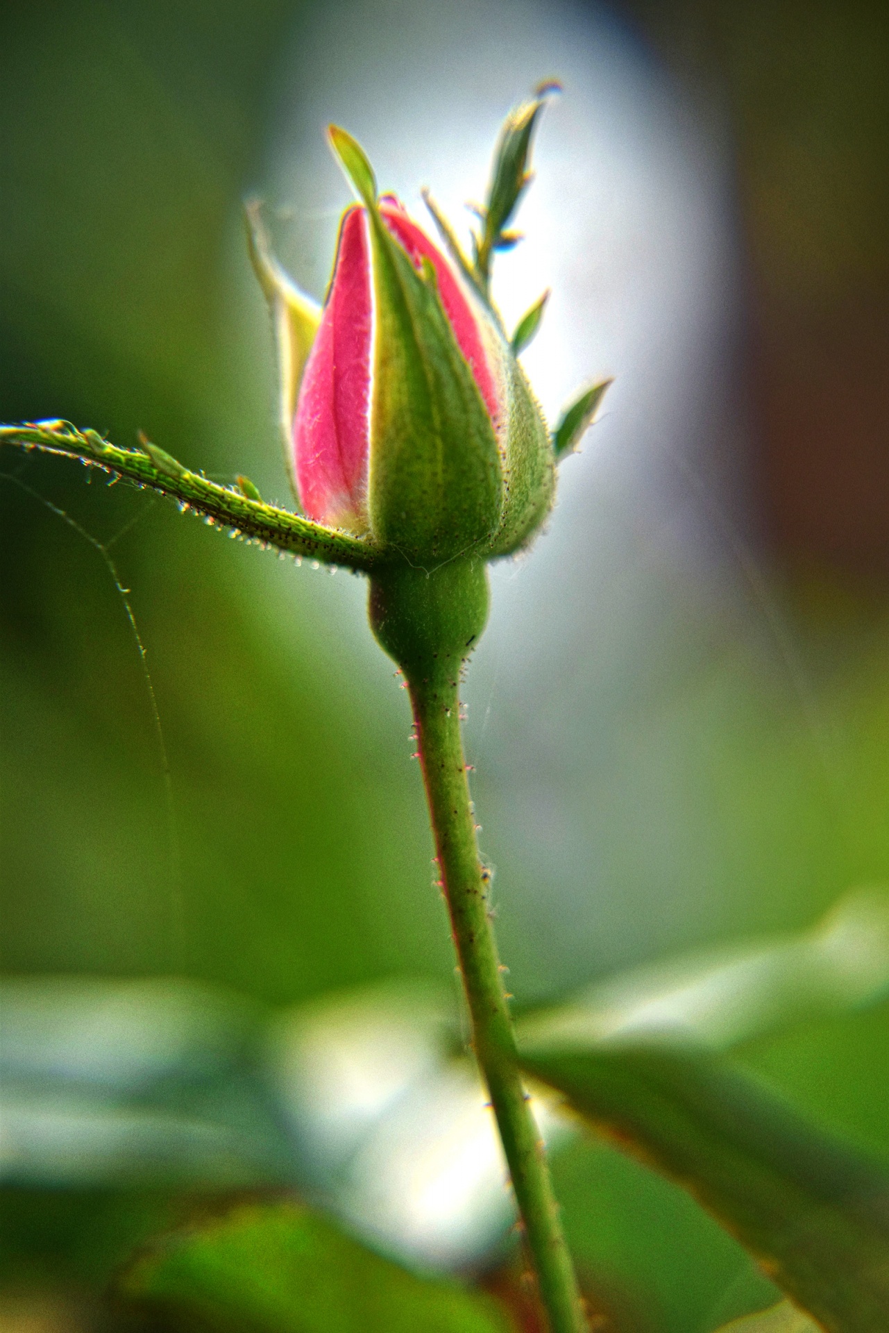 Rose Bud Free Stock Photo - Public Domain Pictures