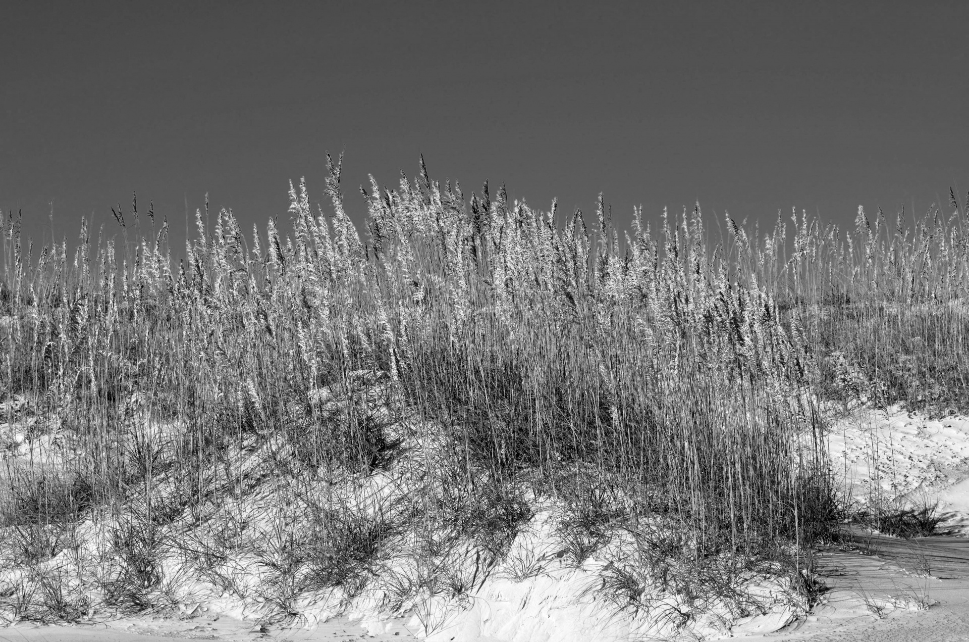 Sea Oats Free Stock Photo - Public Domain Pictures