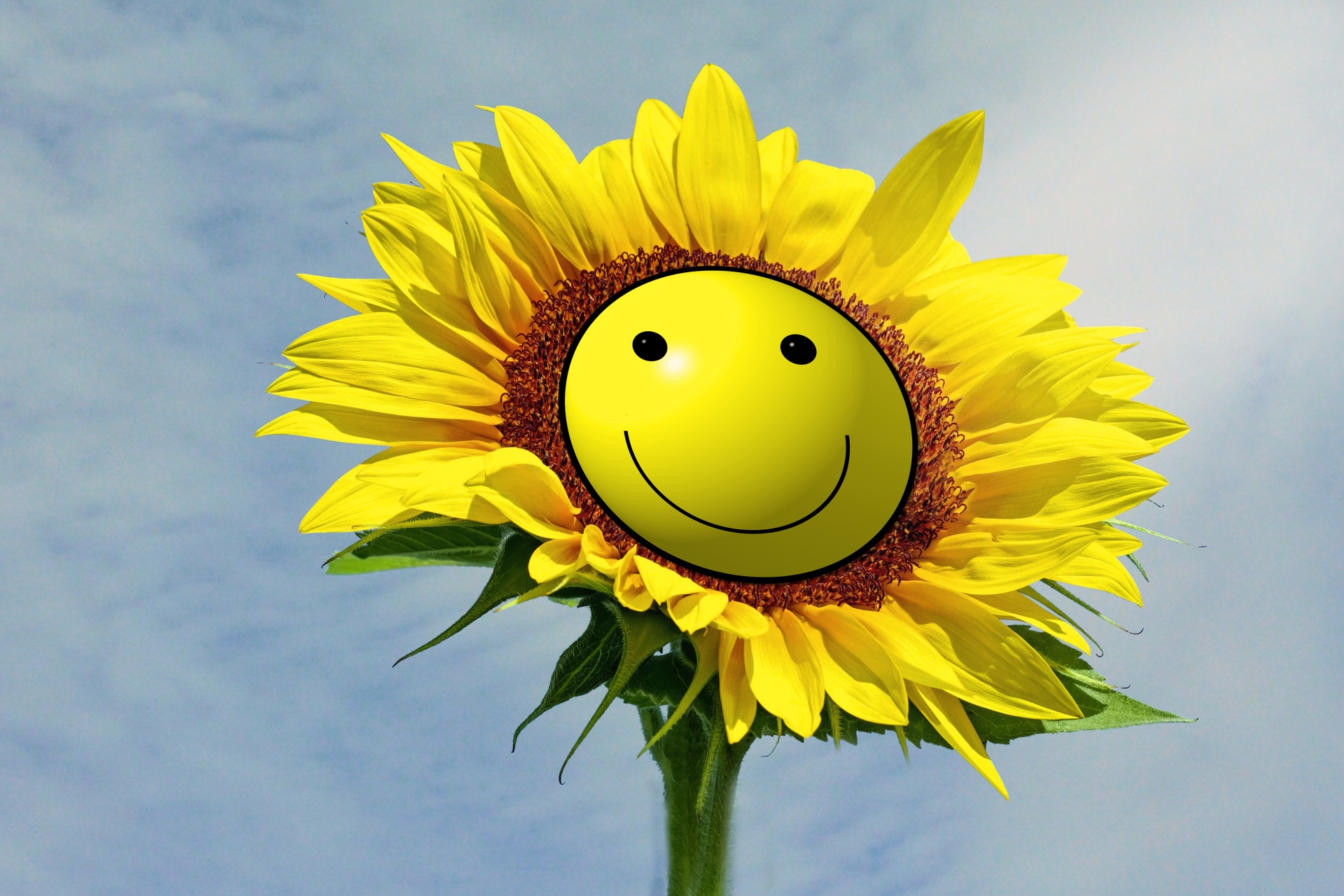 幸福日可爱微笑太阳微笑太阳国际幸福日日图片素材免费下载 - 觅知网