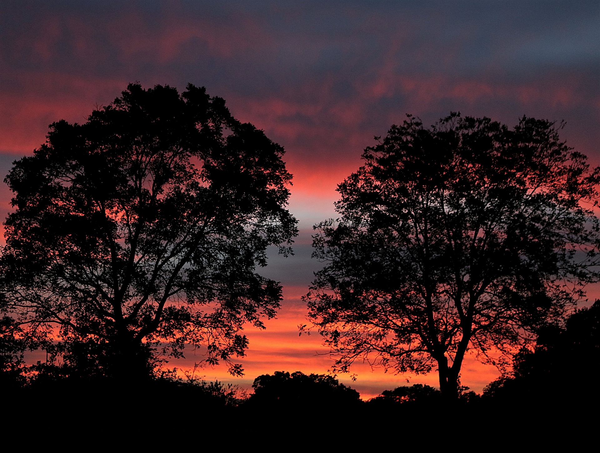 Sunset Behind Two Trees Free Stock Photo - Public Domain Pictures