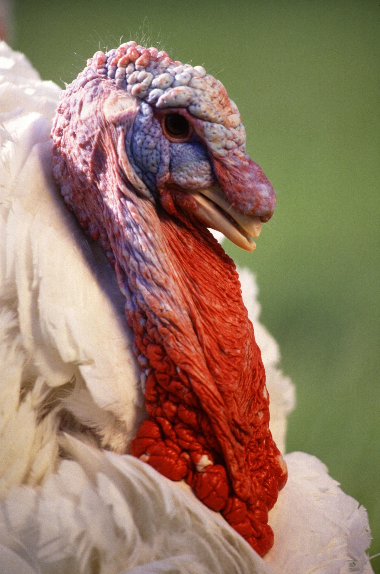 tom-turkey-free-stock-photo-public-domain-pictures