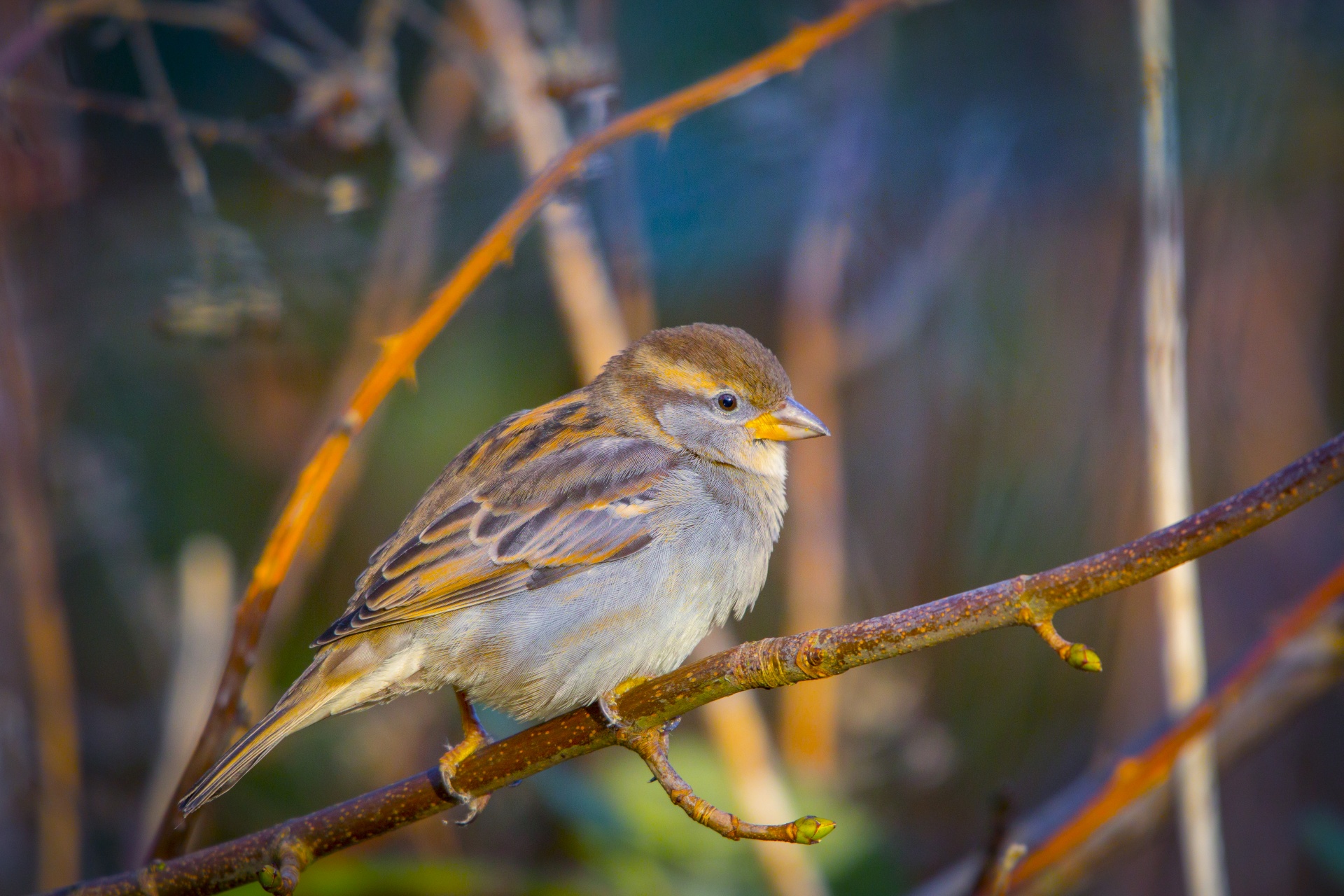 Tree Sparrow Passer Montanus Free Stock Photo - Public Domain Pictures