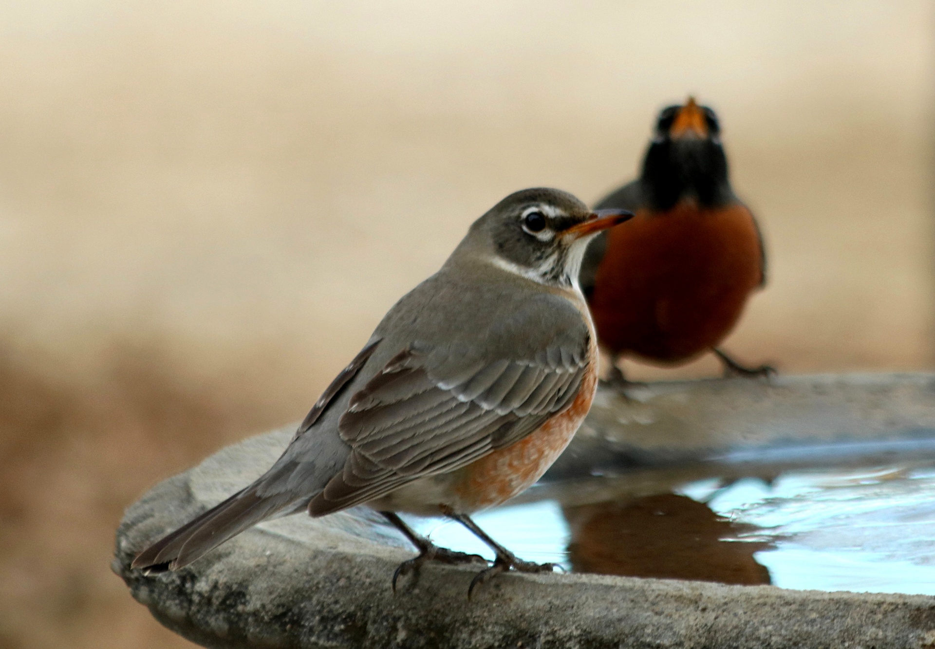 two-american-robins-at-bird-bath-free-stock-photo-public-domain-pictures