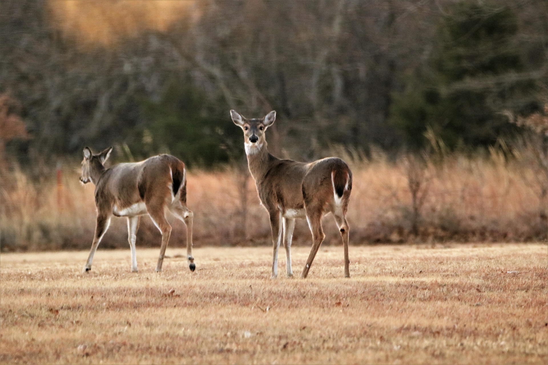 Two White-tail Doe Winter 2