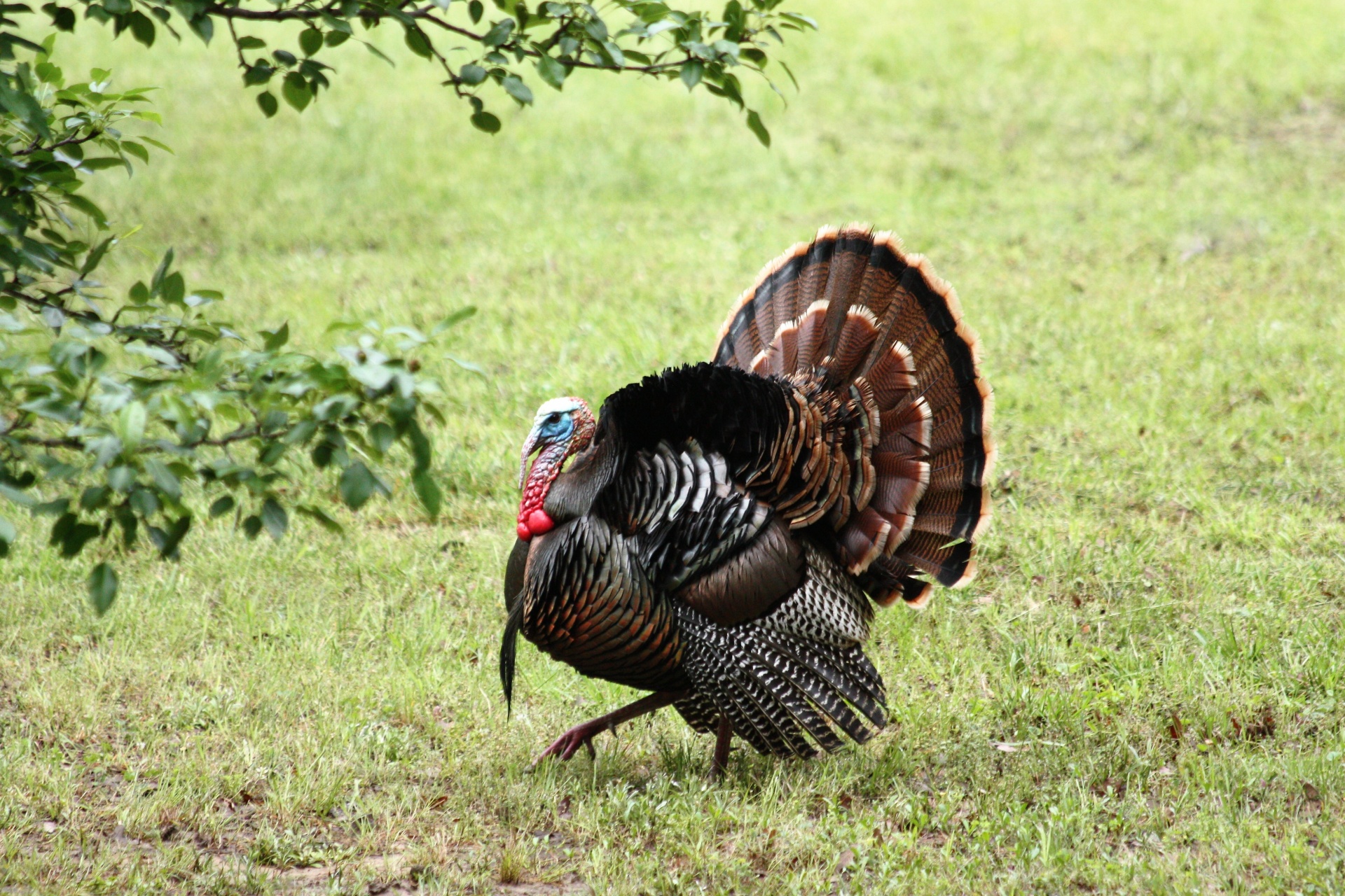 File:Wild Turkey Walking.jpg - Wikipedia