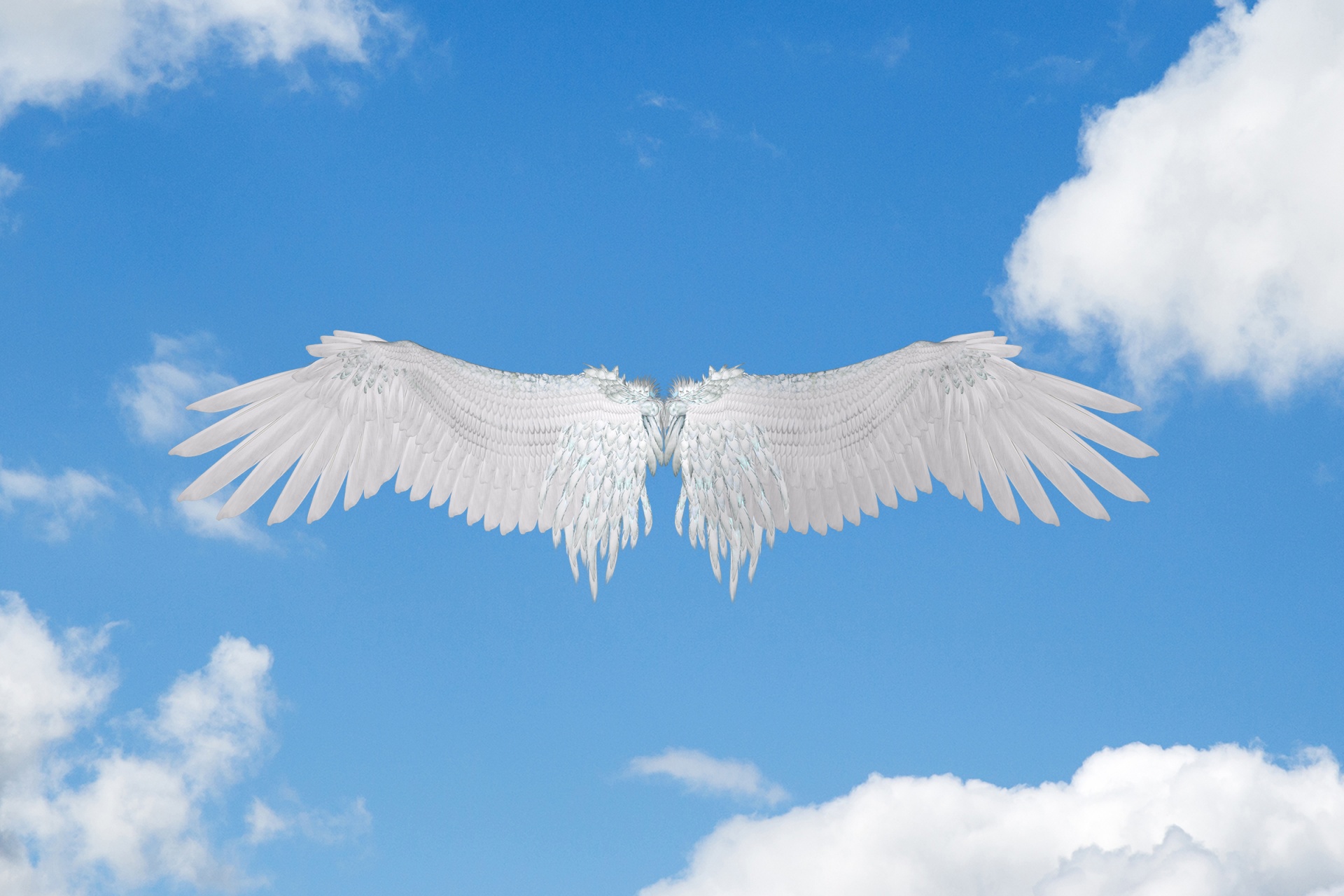 新款天使之翼|资源-元素谷(OSOGOO)
