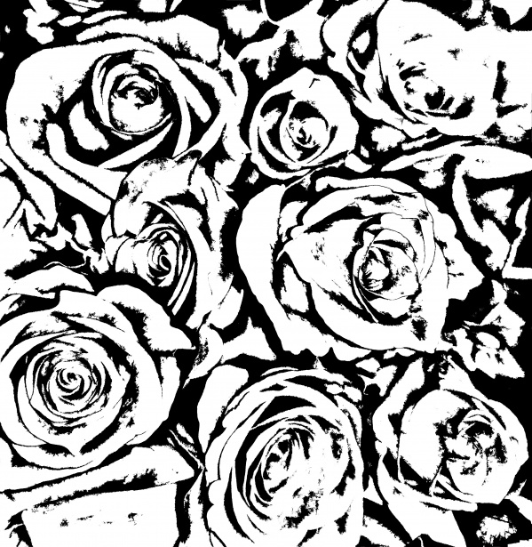 Trandafiri Desenate Alb Negru Poza Gratuite Public Domain Pictures