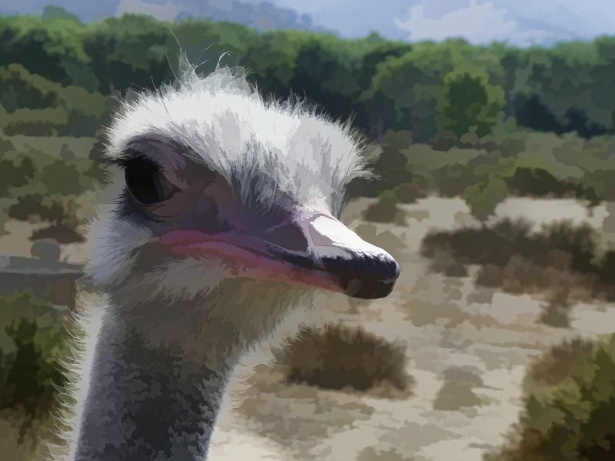 Cartoon Ostrich Free Stock Photo - Public Domain Pictures