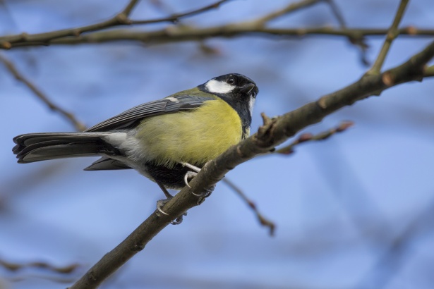 The great tit (Parus major), The great tit (Parus major) is…
