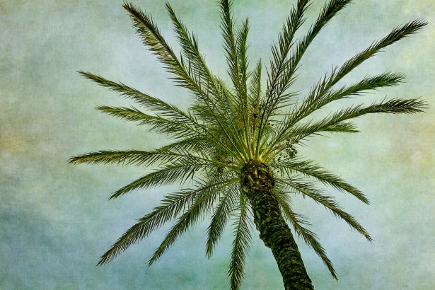 Palm Tree Free Stock Photo - Public Domain Pictures