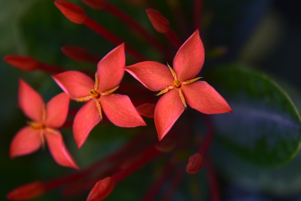 Floración estrella roja Stock de Foto gratis - Public Domain Pictures
