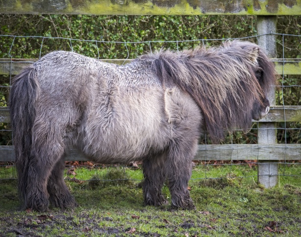 Initiatief College Traditie Shetland pony Gratis Stock Foto - Public Domain Pictures
