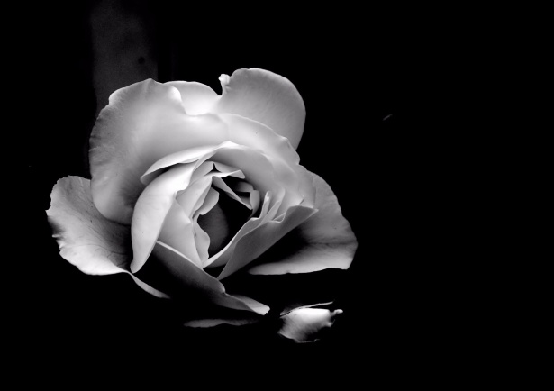 Single White Rose, Black Background Free Stock Photo - Public Domain  Pictures